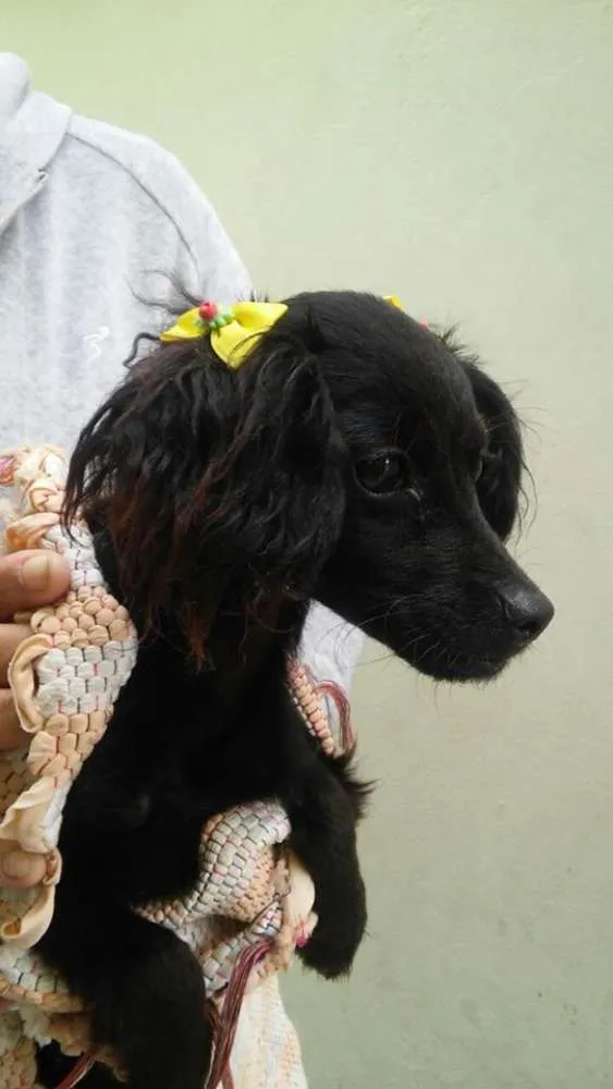 Cachorro ra a srd idade 2 a 6 meses nome Isabela