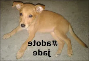 Cachorro raça  idade 2 a 6 meses nome jade