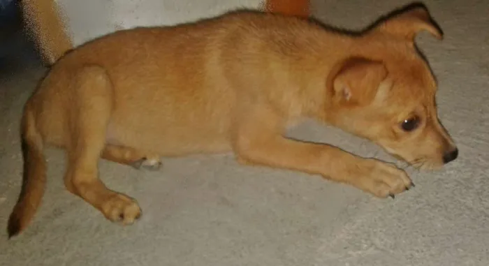 Cachorro ra a  idade 2 a 6 meses nome jade