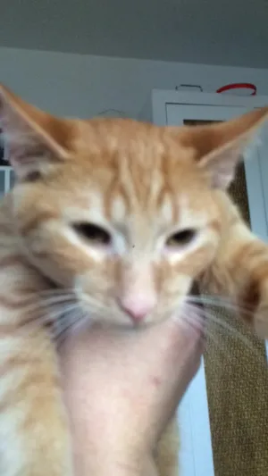 Gato raça Indefinida idade 2 a 6 meses nome Pixel