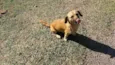 Benji