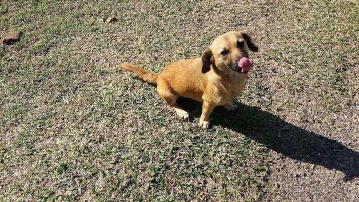 Cachorro ra a SRD idade 2 anos nome Benji