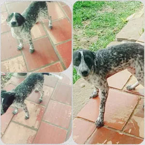 Cachorro raça SRD idade 7 a 11 meses nome Ursinha