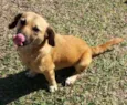 Benji