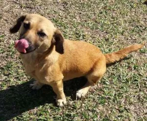 Cachorro raça SRD idade 2 anos nome Benji