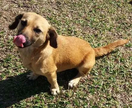 Cachorro ra a SRD idade 2 anos nome Benji
