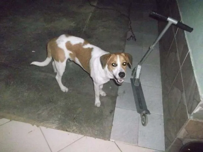 Cachorro raça Srd idade 4 anos nome Ted