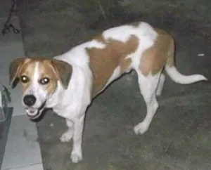 Cachorro raça Srd idade 4 anos nome Ted