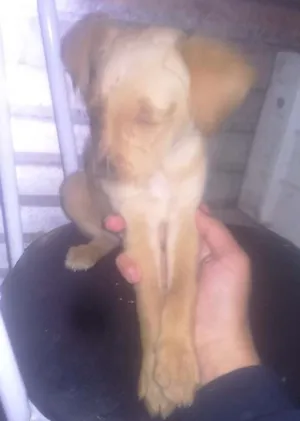 Cachorro raça Pulso com vira lata idade 2 a 6 meses nome Nem um tem nome 