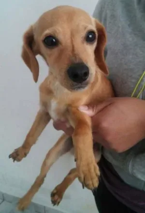 Cachorro raça SRD idade 2 a 6 meses nome Flick