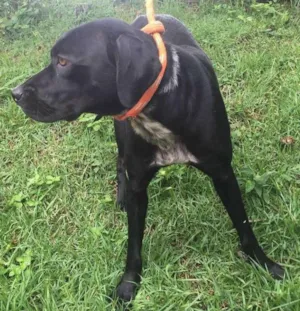 Cachorro raça mix de Labrador idade 3 anos nome Lindinha
