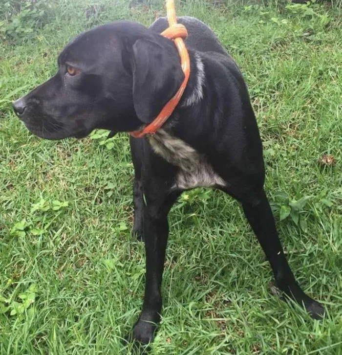 Cachorro ra a mix de Labrador idade 3 anos nome Lindinha