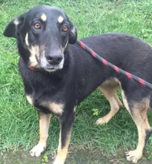 Cachorro raça SRD idade 3 anos nome COOKIE