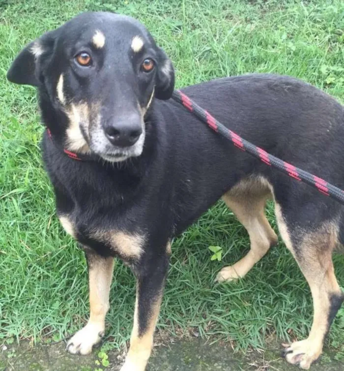 Cachorro ra a SRD idade 3 anos nome COOKIE