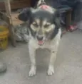 LALINHA