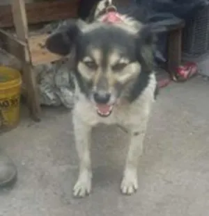 Cachorro raça SRD idade 5 anos nome LALINHA