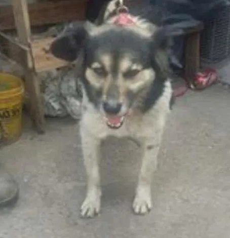 Cachorro ra a SRD idade 5 anos nome LALINHA