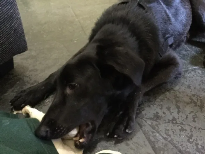 Cachorro raça SRD idade 2 anos nome Oggy