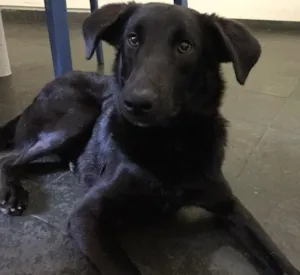 Cachorro raça SRD idade 2 anos nome Oggy