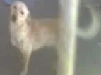 Cachorro ra a Vira Lata idade 7 a 11 meses nome Vira Lata
