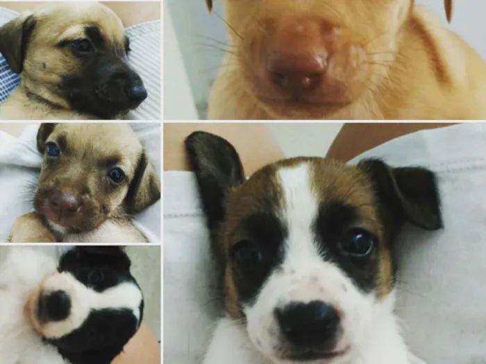 Cachorro raça SRD idade  nome Vários