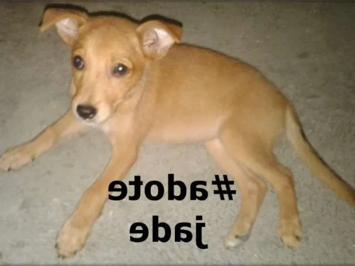 Cachorro ra a  idade 2 a 6 meses nome jade