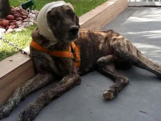 Cachorro raça srd idade 3 anos nome Duque