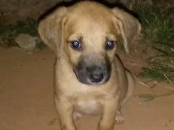 Cachorro ra a Vira amor  idade Abaixo de 2 meses nome Ainda sem nome 