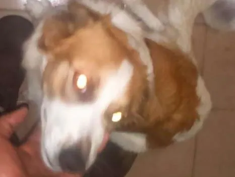 Cachorro ra a misturada idade 7 a 11 meses nome lindinha 