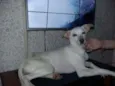 Cachorro raça vira-lata idade 1 ano nome MIA