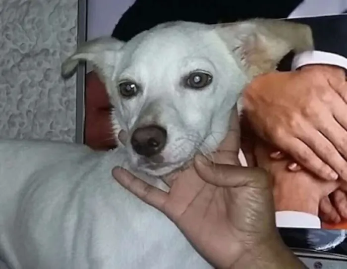 Cachorro raça vira-lata idade 1 ano nome MIA