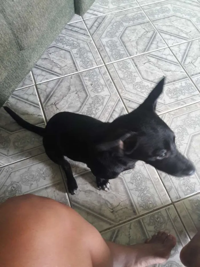 Cachorro raça Srd idade 7 a 11 meses nome Cristal