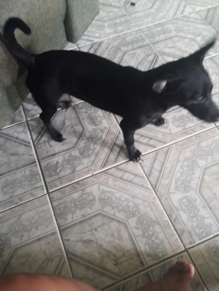 Cachorro raça Srd idade 7 a 11 meses nome Cristal