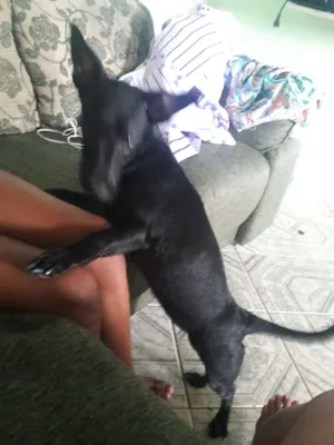 Cachorro raça Srd idade 7 a 11 meses nome Cristal