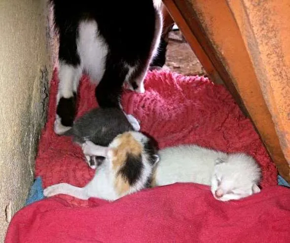 Gato raça viralata idade Abaixo de 2 meses nome ADOTE