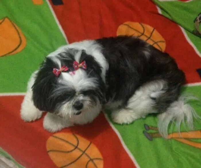 Cachorro ra a Lhasa  idade 6 ou mais anos nome Jullye 