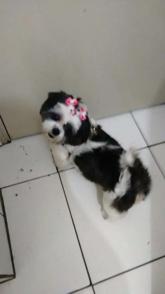 Cachorro ra a Lhasa  idade 6 ou mais anos nome Jullye 