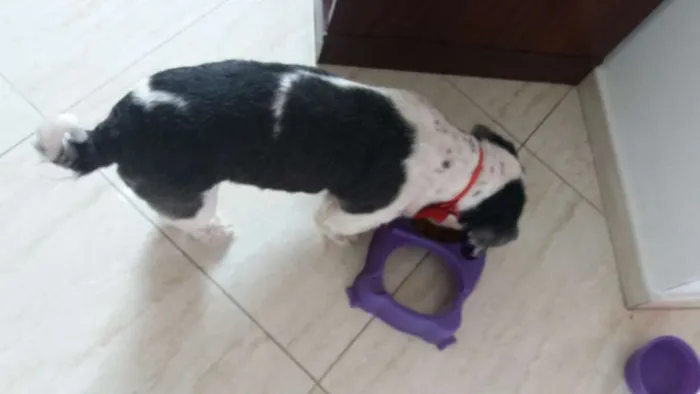 Cachorro ra a Lhasa  idade 6 ou mais anos nome Jullye 