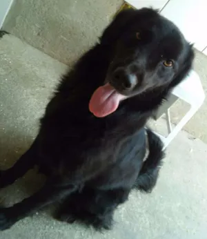 Cachorro raça Labrador mestiço idade 2 anos nome Bile