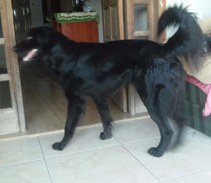 Cachorro raça Labrador mestiço idade 2 anos nome Bile