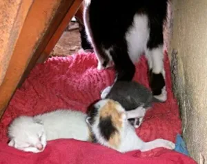 Gato raça viralata idade Abaixo de 2 meses nome ADOTE