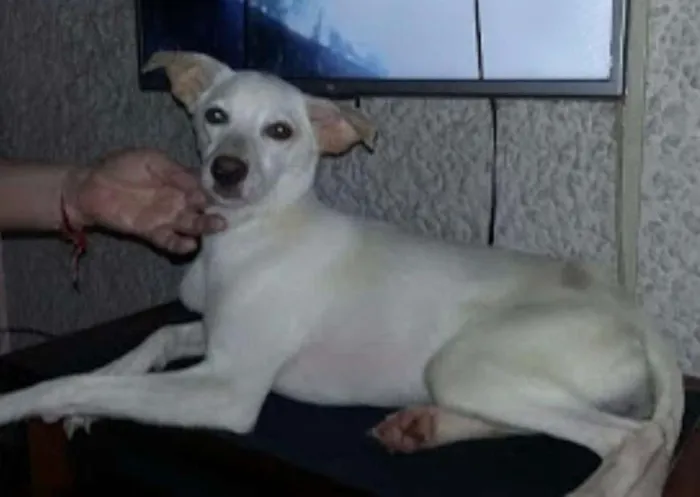 Cachorro raça vira-lata idade 1 ano nome MIA