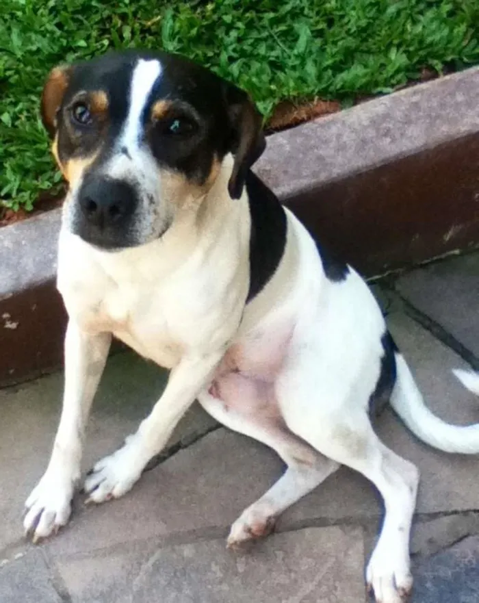 Cachorro ra a Vira lata idade 1 ano nome Branco