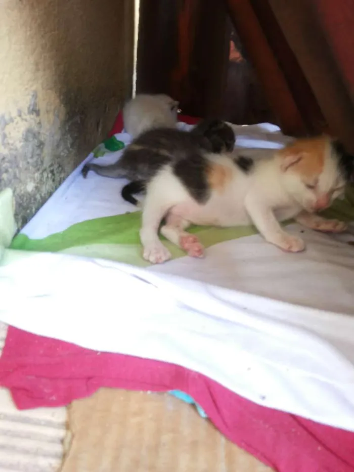 Gato raça viralata idade Abaixo de 2 meses nome ADOTE