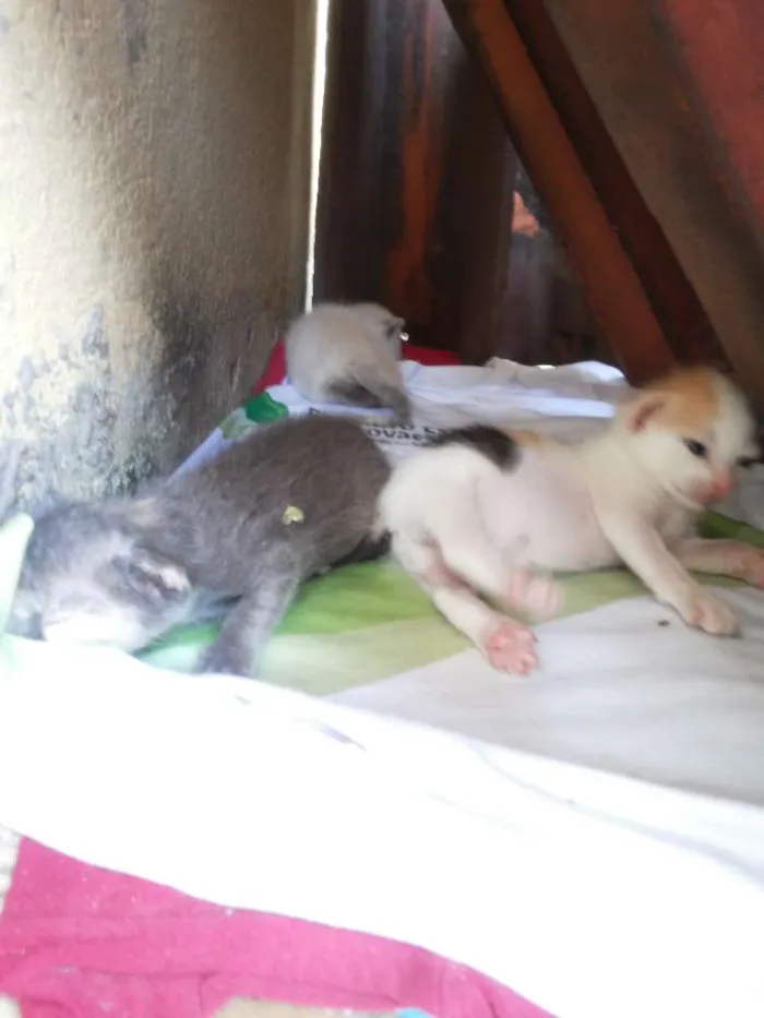 Gato raça viralata idade Abaixo de 2 meses nome ADOTE