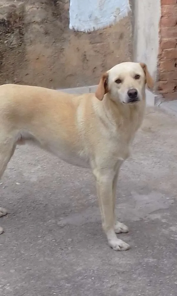 Cachorro raça Indefinida idade 2 anos nome Zeus