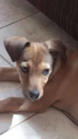 Pipoca