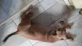 Pipoca