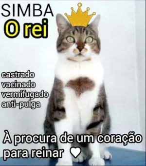 Gato raça sem raça definida idade 6 ou mais anos nome Simba - castrado, v