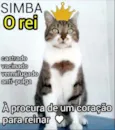 Simba - castrado, v